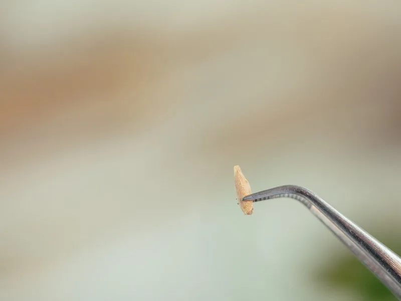 Carilla dental sujeta con pinzas antes de colocarla