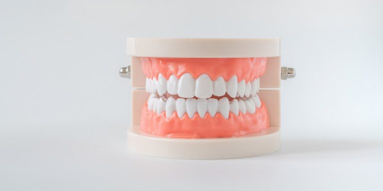 Modelo de dentadura completa con todos los dientes